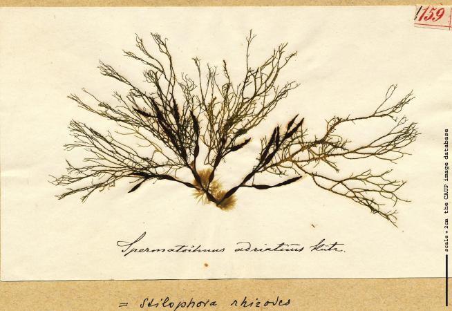 Stilophora tenella 159.jpg